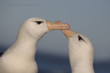 Black-browed Albatross, Saunders, Falkland, January 2018