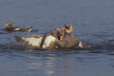 Falkland fligthless Steamer duck - Tachyeres brachypterus