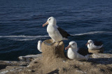 Black-browed Albatross - Thalassarche melanophris