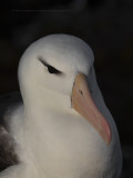 Black-browed Albatross - Thalassarche melanophris