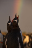 Gentoo Penguin - Pygoscelis papua