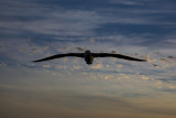 Black-browed Albatross - Thalassarche melanophris