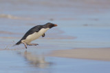 Southern Rockhopper Penguin - Eudyptes chrysocome