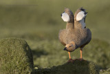 Ruddy-headed Goose - Chloephaga rubidiceps