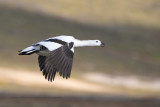 Upland Goose - Chloephaga picta