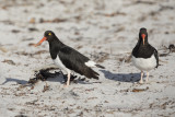 Magellanic Oystercatcher - Haematopus leucopodus