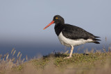 Magellanic Oystercatcher - Haematopus leucopodus