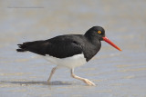 Magellanic Oystercatcher - Haematopus leucopodus