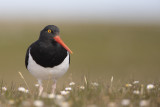 Magellanic Oystercatcher - Haematopus leucopodus