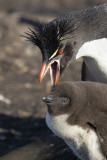 Southern Rockhopper Penguin - Eudyptes chrysocome