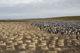 Imperial Shag - Phalacrocorax atriceps