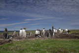 Gentoo Penguin - Pygoscelis papua