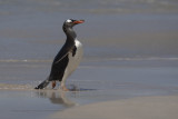 Gentoo Penguin - Pygoscelis papua