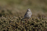 Correndera Pipit - Anthus correndera