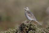 Correndera Pipit - Anthus correndera