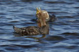 Falkland fligthless Steamer duck - Tachyeres brachypterus