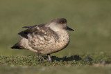 Crested Duck - Lophonetta specularioides