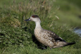 Crested Duck - Lophonetta specularioides