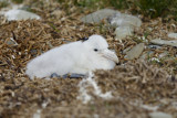 Southern Giant Petrel - Macronectes giganteus