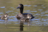 New Zealand Scaup - Aythya novaeseelandiae