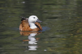 Paradise shelduck - Tadorna variegata