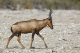 Red hartebeest - Alcelaphus caama