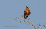 Red-breasted Swallow - Cecropis semirufa