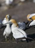 Australasian Gannet - Sula serrator