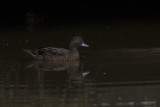 Brown Teal - Anas chlorotis