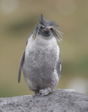 Moseleys Penguin - Eudyptes moseleyi