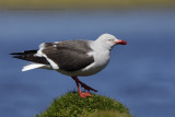 Dolphin Gull - Leucophaeus scoresbii