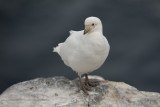 Sheathbill - Chionis alba