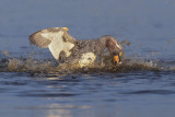 Falkland fligthless Steamer duck - Tachyeres brachypterus