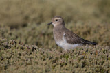 Rufous-chested Dotterel - Charadrius modestus