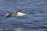 Kelp gull - Larus dominicanus