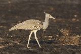 Koris bustard - Ardeotis kori