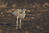 Koris bustard - Ardeotis kori