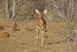 Steenbok - Raphicerus campestris