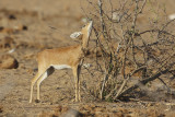 Steenbok - Raphicerus campestris