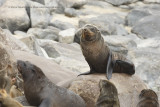 Cape Fur Seal - Arctocephalus pusillus