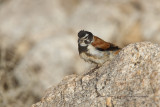 Black-headed canary - Serinus alario