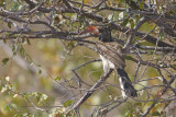 Monteiros Hornbill - Tockus monteiri