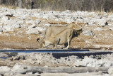 African Lion - Panthera leo