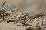 Dune Lark - Calendulauda erythrochlamys