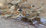 Cape Sparrow - Passer melanurus