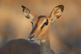  Black-faced Impala - Aepyceros petersi