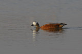 South African Shelduck - Tadorna cana