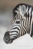 Plain Zebra - Equus quagga