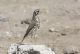 Groundscraper Thrush - Psophocichla litsitsirupa