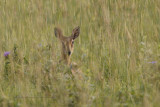 Oribi - Ourebia oribi